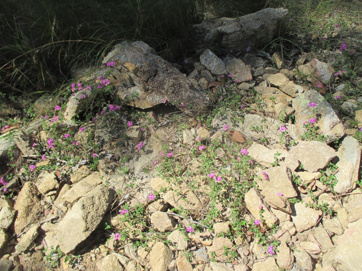 Image of Lantana camara specimen.