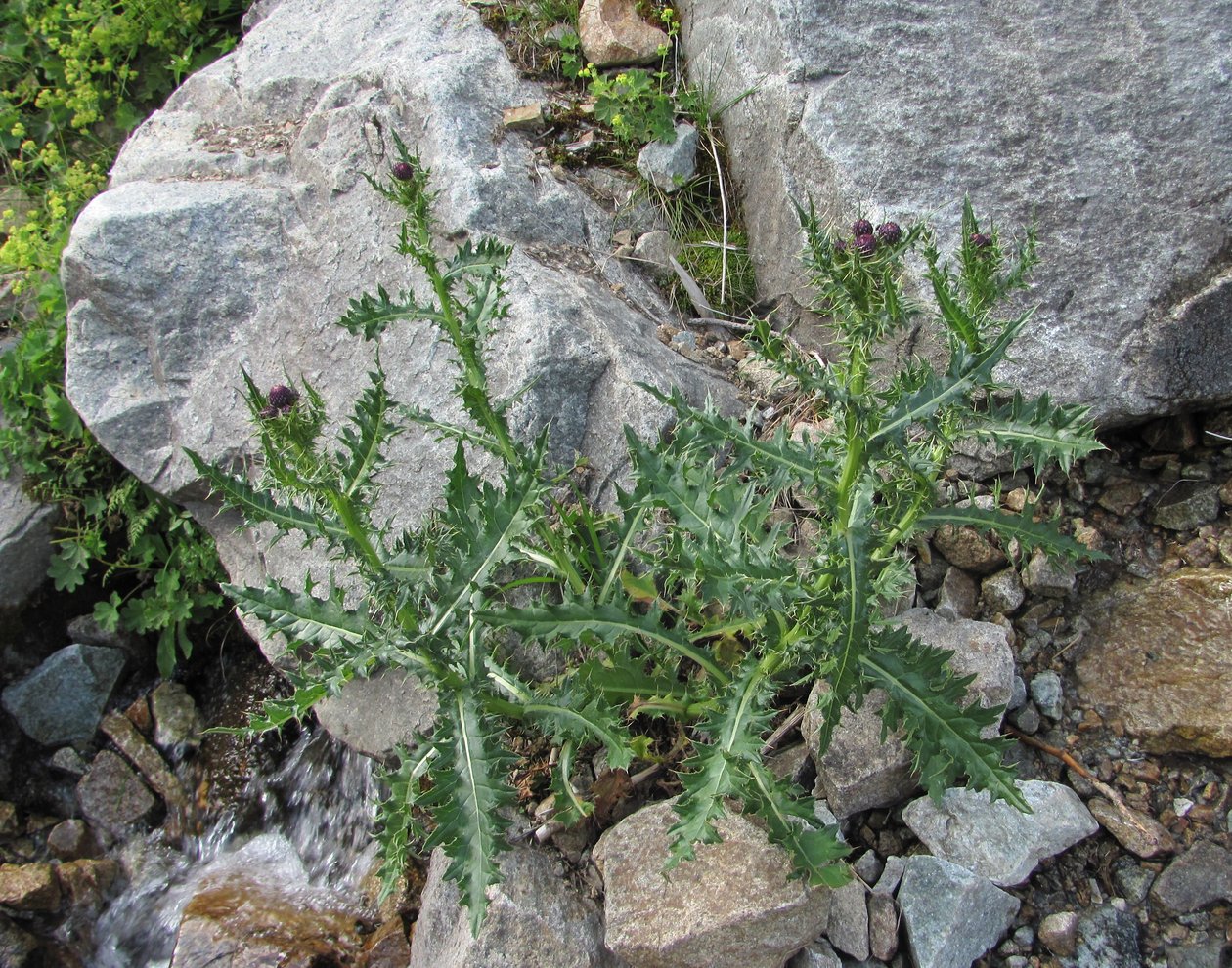 Image of Cirsium elbrusense specimen.