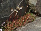 Saxifraga spinulosa. Цветущие растения на выступе скалы. Иркутская обл., Шелеховский р-н, окр. с. Шаманка, берег р. Иркут близ устья р. Куйтун, на скале. 12.05.2017.