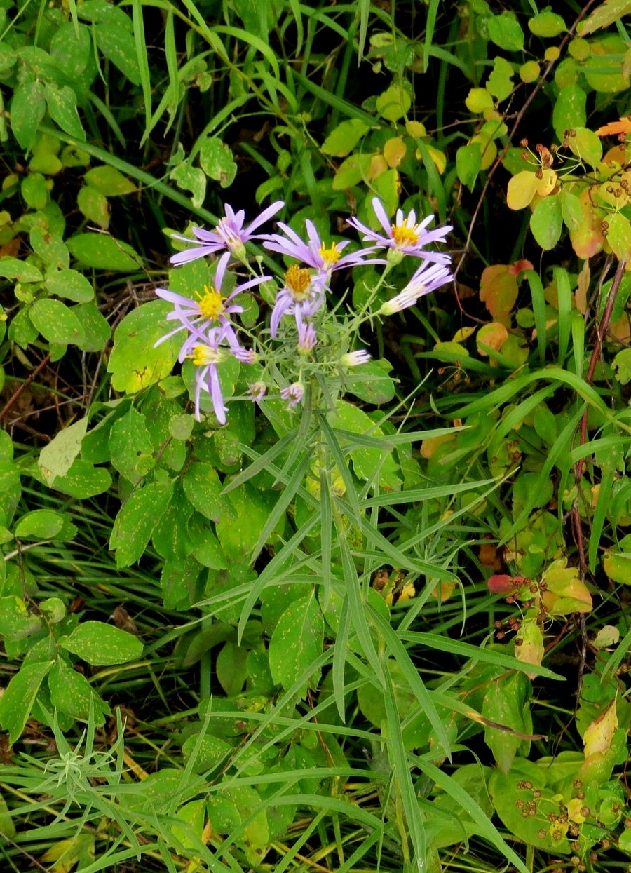 Image of Galatella dahurica specimen.