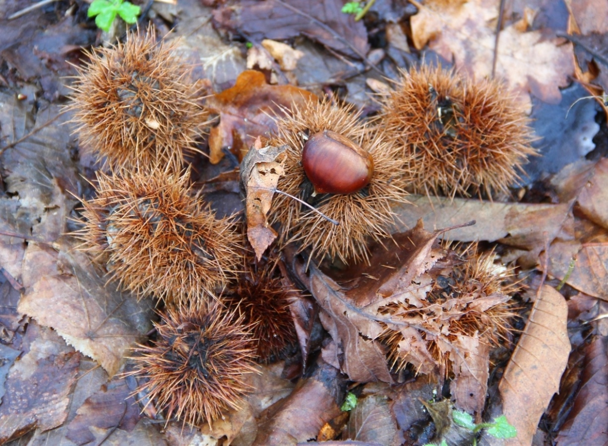 Image of Castanea sativa specimen.