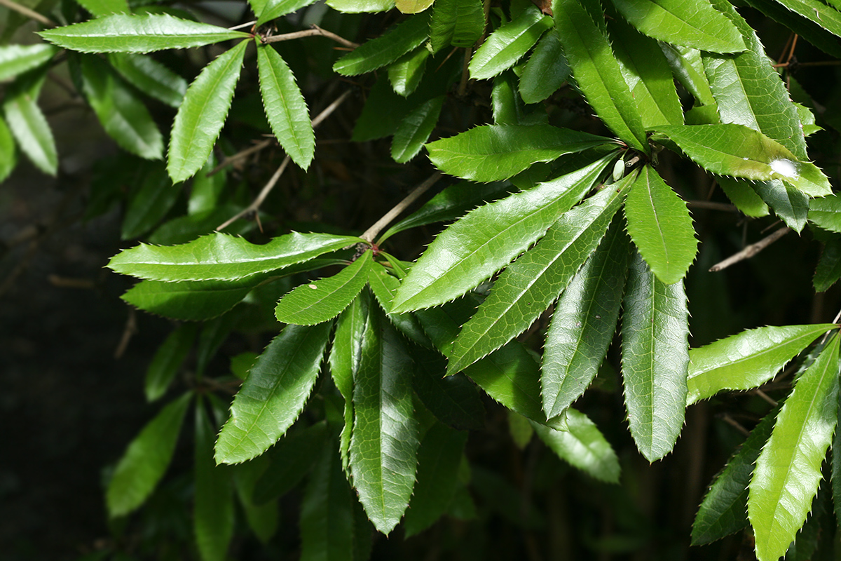 Image of Berberis julianae specimen.