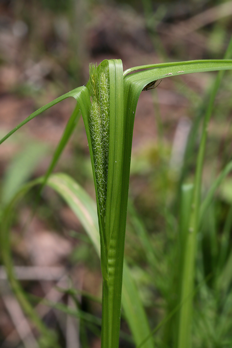 Image of Carex pseudocyperus specimen.