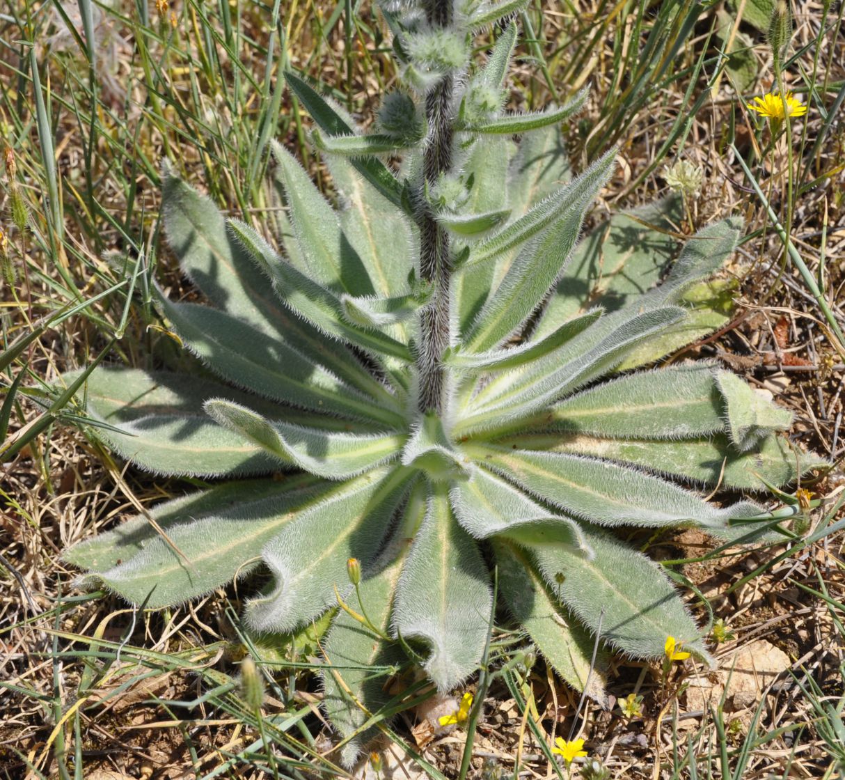 Image of Echium italicum specimen.