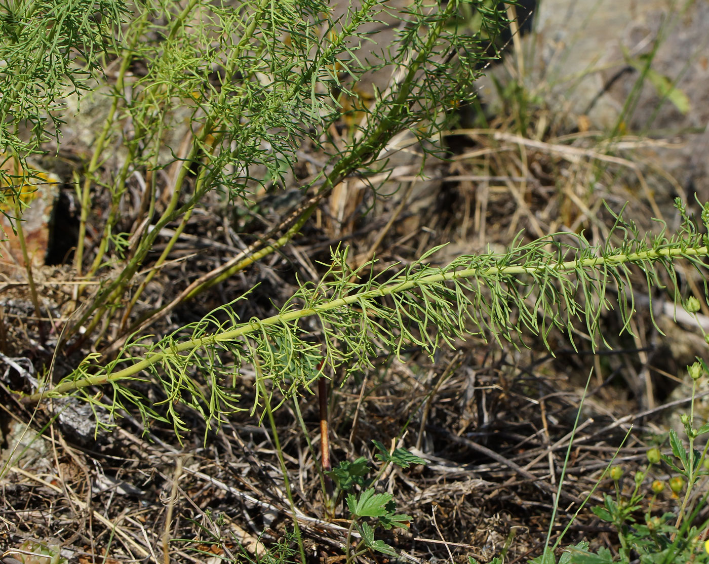 Image of Veronica pinnata specimen.