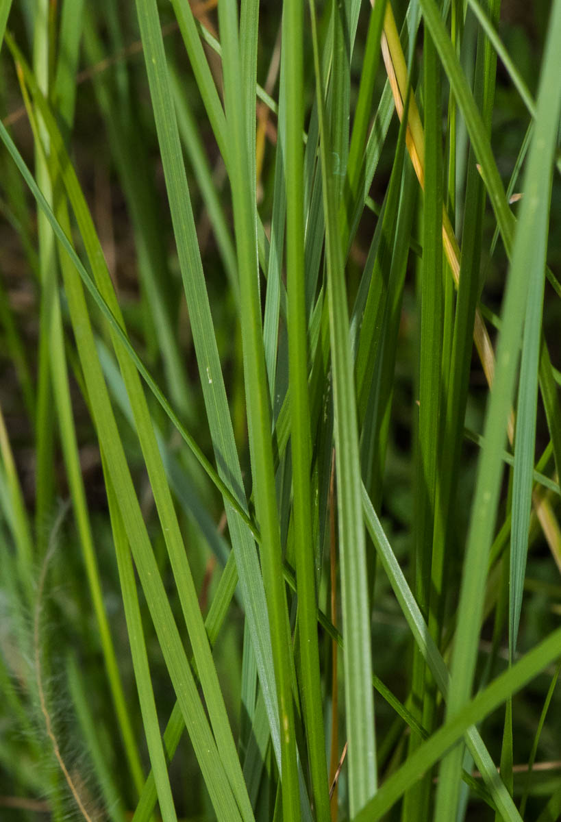 Изображение особи род Stipa.