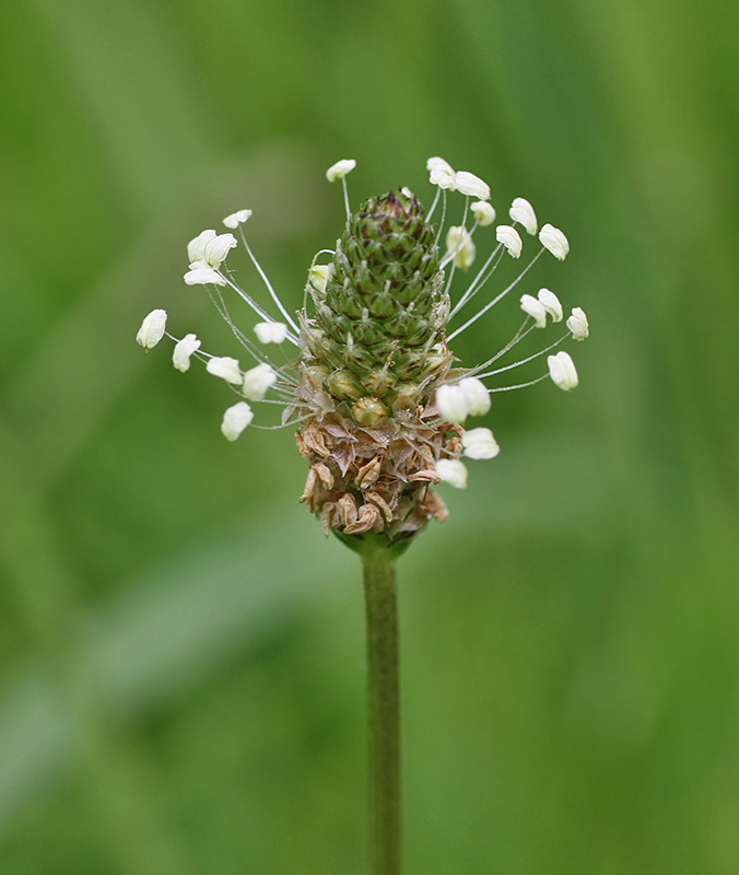 Image of Plantago lanceolata specimen.