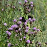 Cirsium setosum