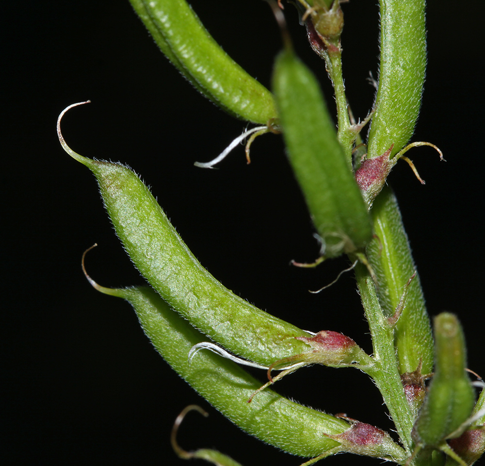 Изображение особи Astragalus davuricus.