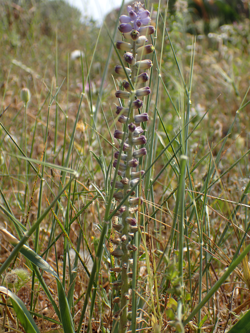 Image of genus Leopoldia specimen.