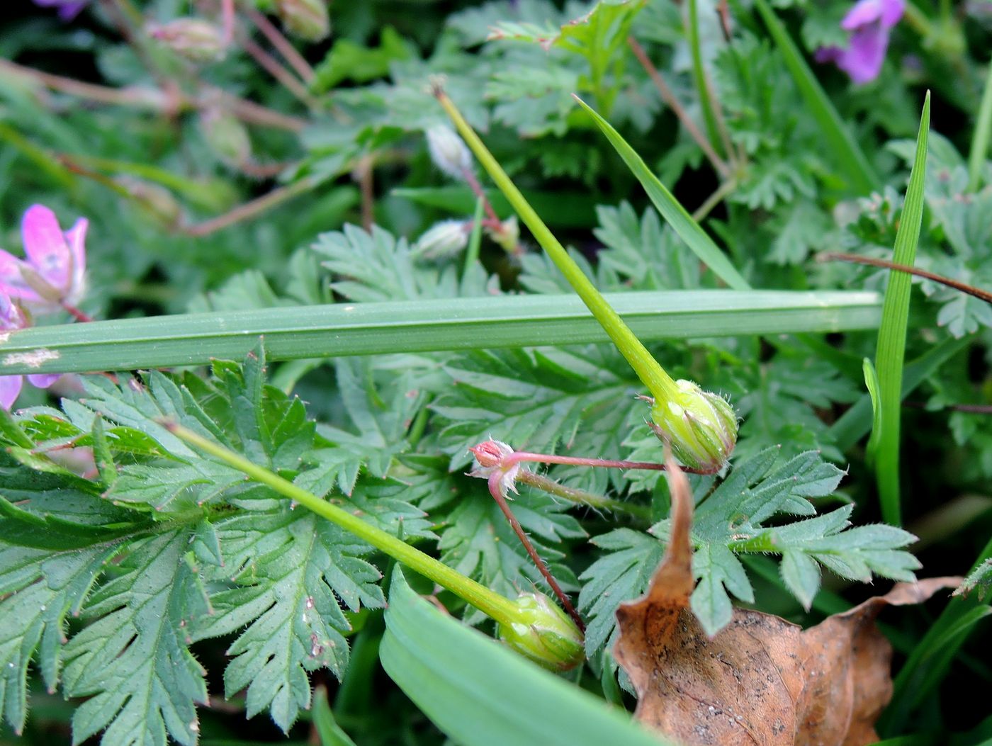 Image of Erodium cicutarium specimen.