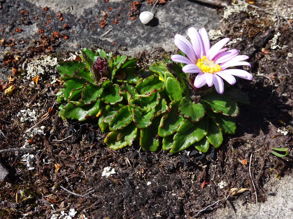 Image of Mairia crenata specimen.