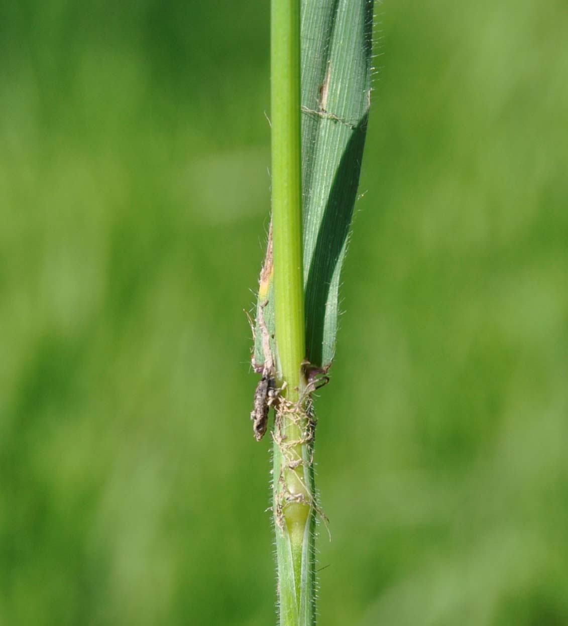 Image of Anisantha rigida specimen.