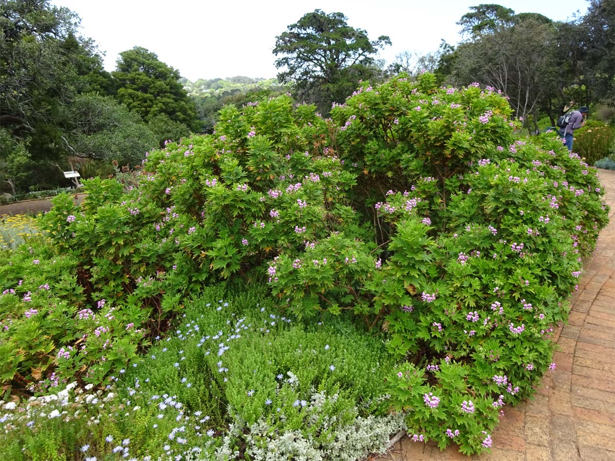 Image of Pelargonium citronellum specimen.