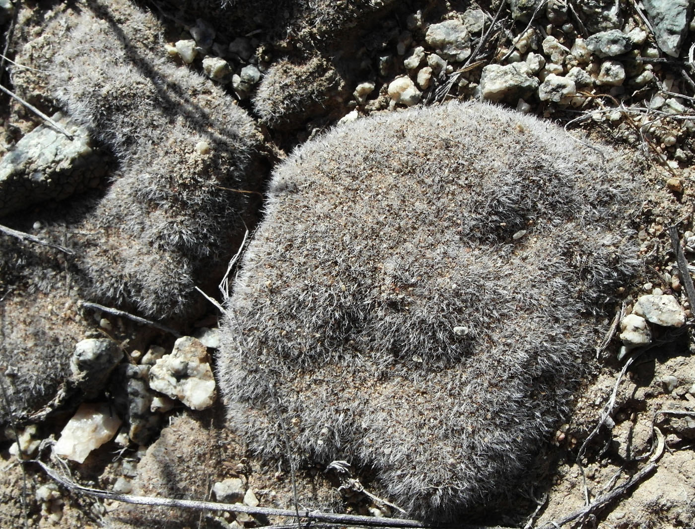 Image of genus Grimmia specimen.