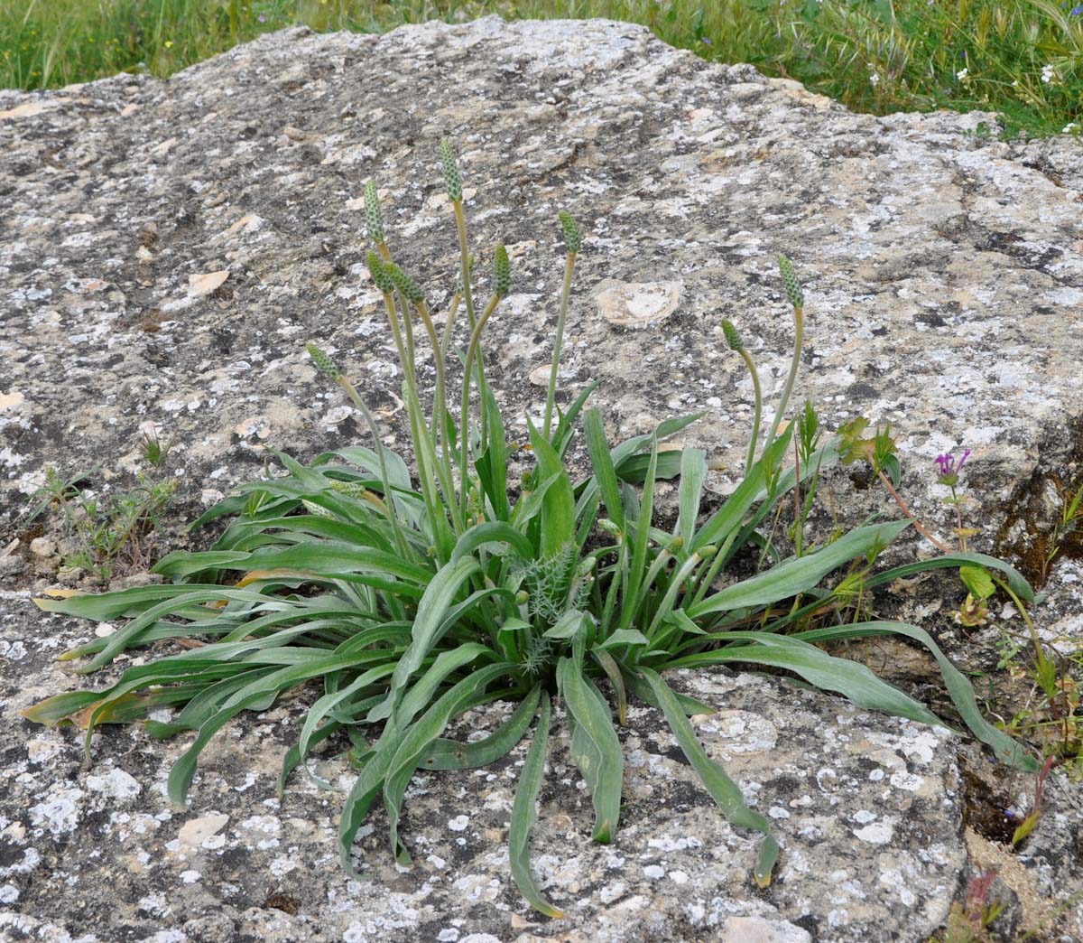 Изображение особи Plantago albicans.