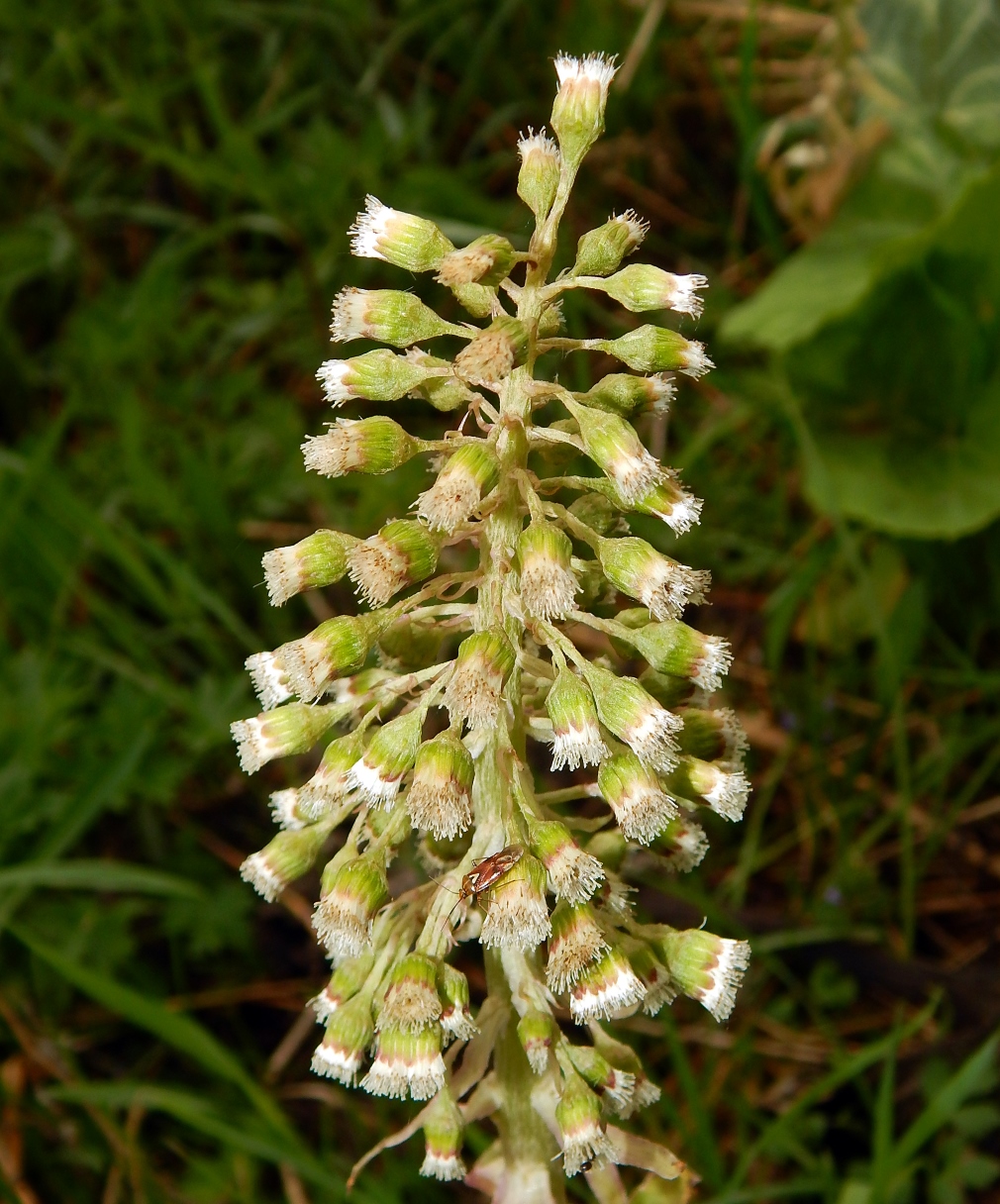 Image of Petasites hybridus specimen.