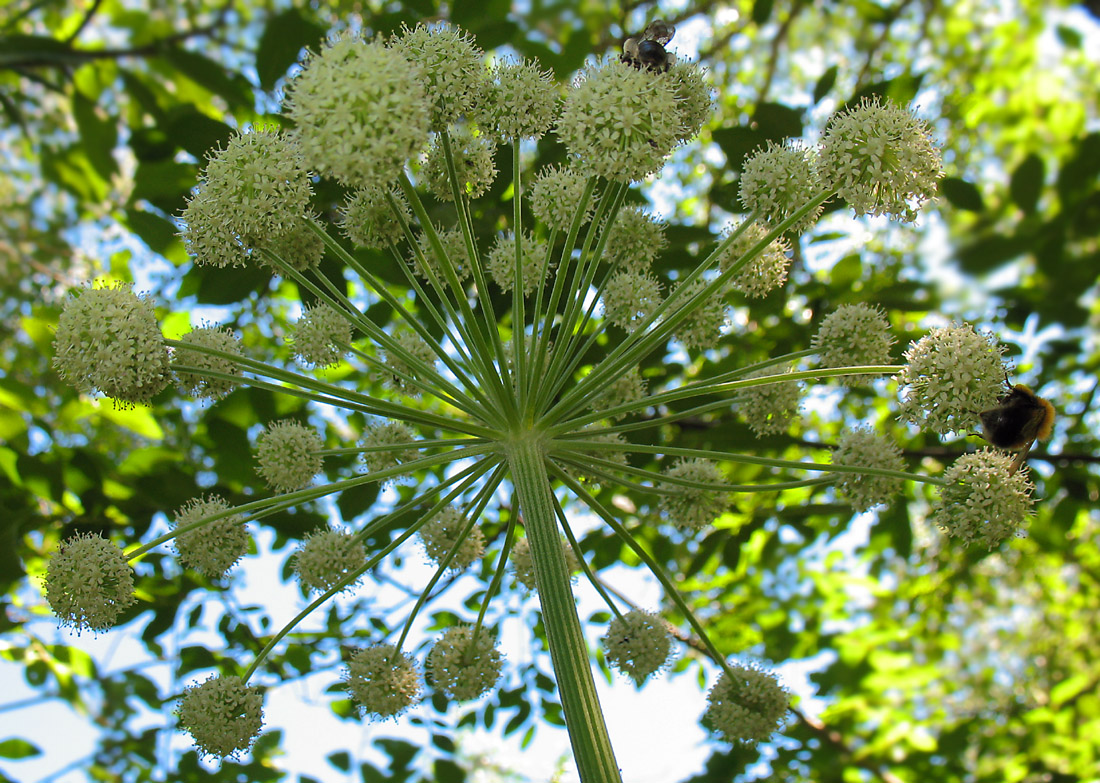 Image of Angelica sylvestris specimen.