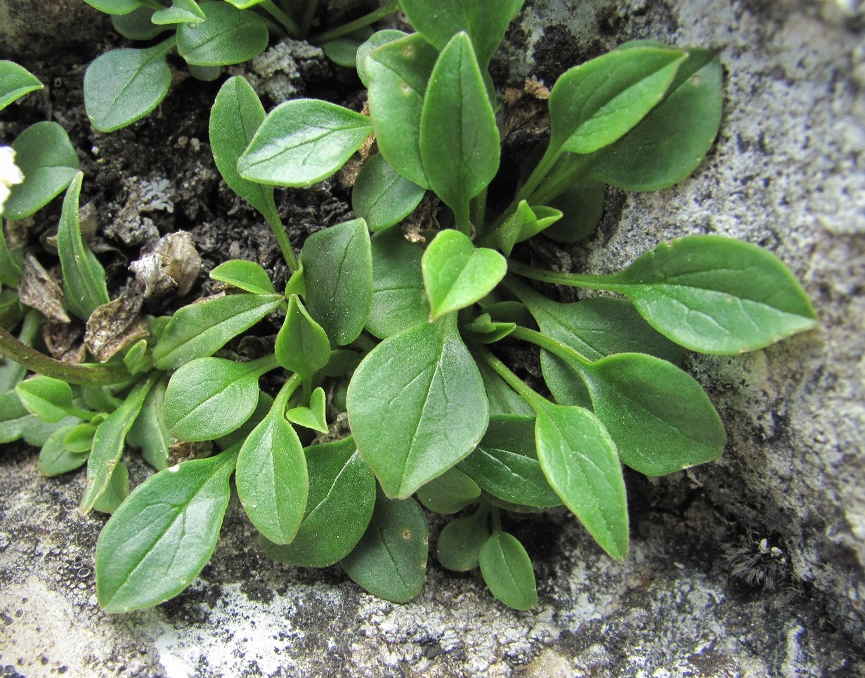 Изображение особи Valeriana saxicola.