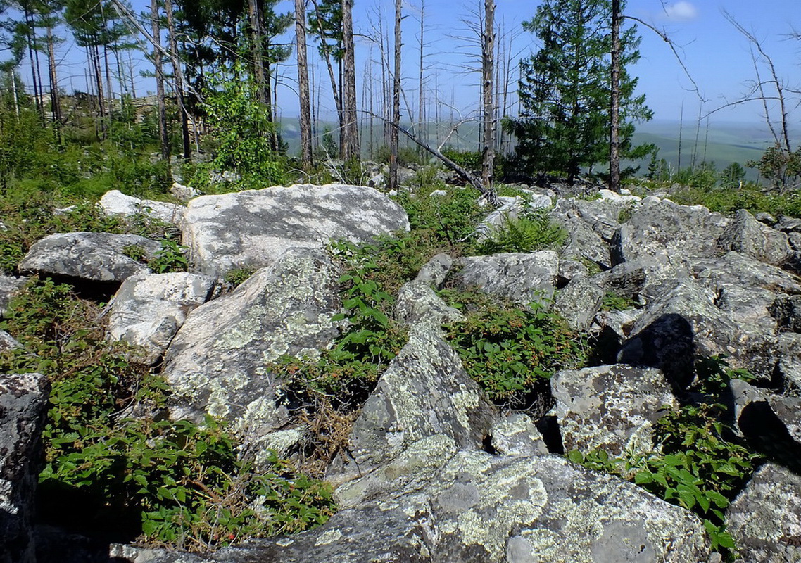 Image of Rubus matsumuranus specimen.