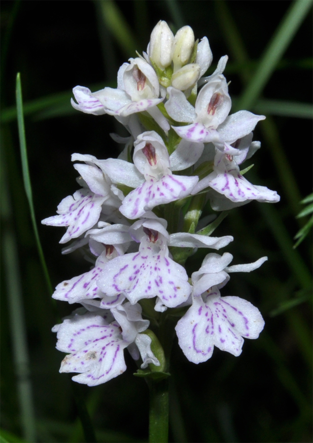 Image of Dactylorhiza fuchsii specimen.