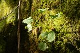 Смотреть изображение Mycelis muralis