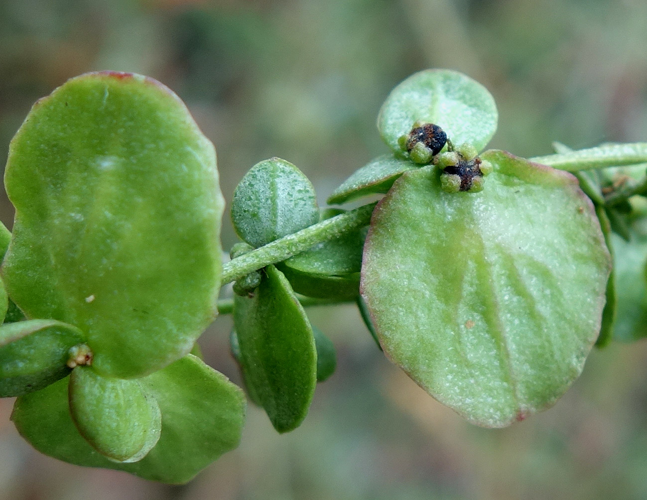 Image of Atriplex aucheri specimen.