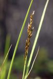 Carex appropinquata