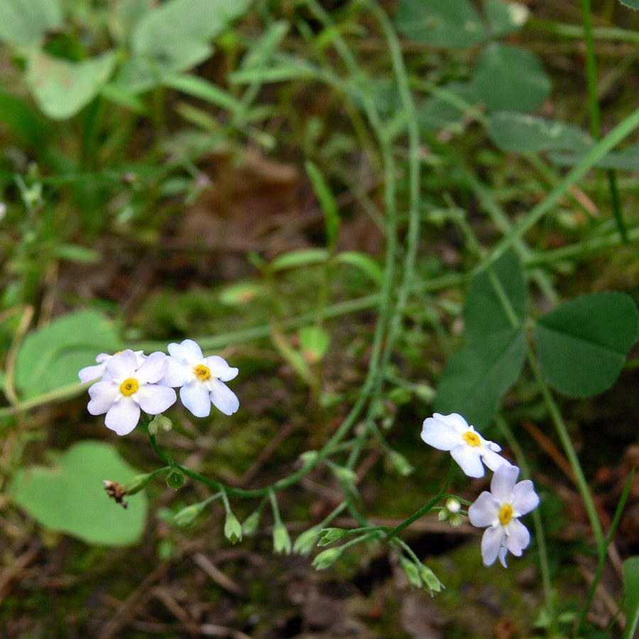 Image of Myosotis palustris specimen.