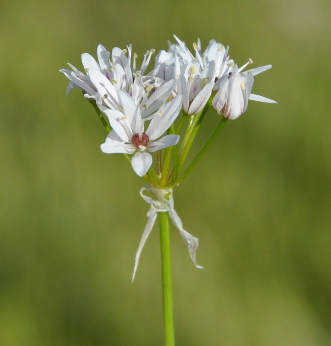 Image of Allium trifoliatum specimen.