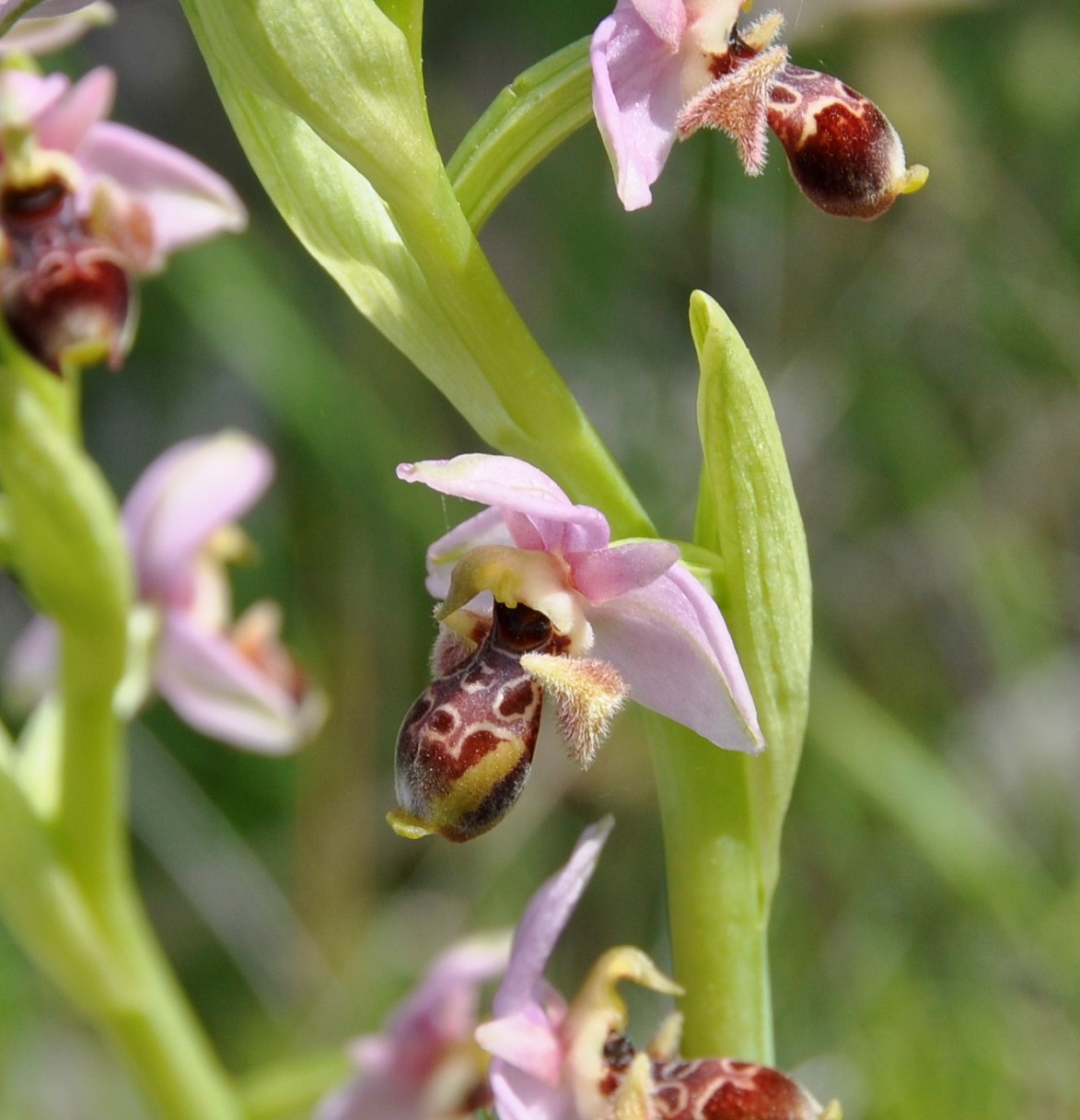 Image of Ophrys umbilicata specimen.