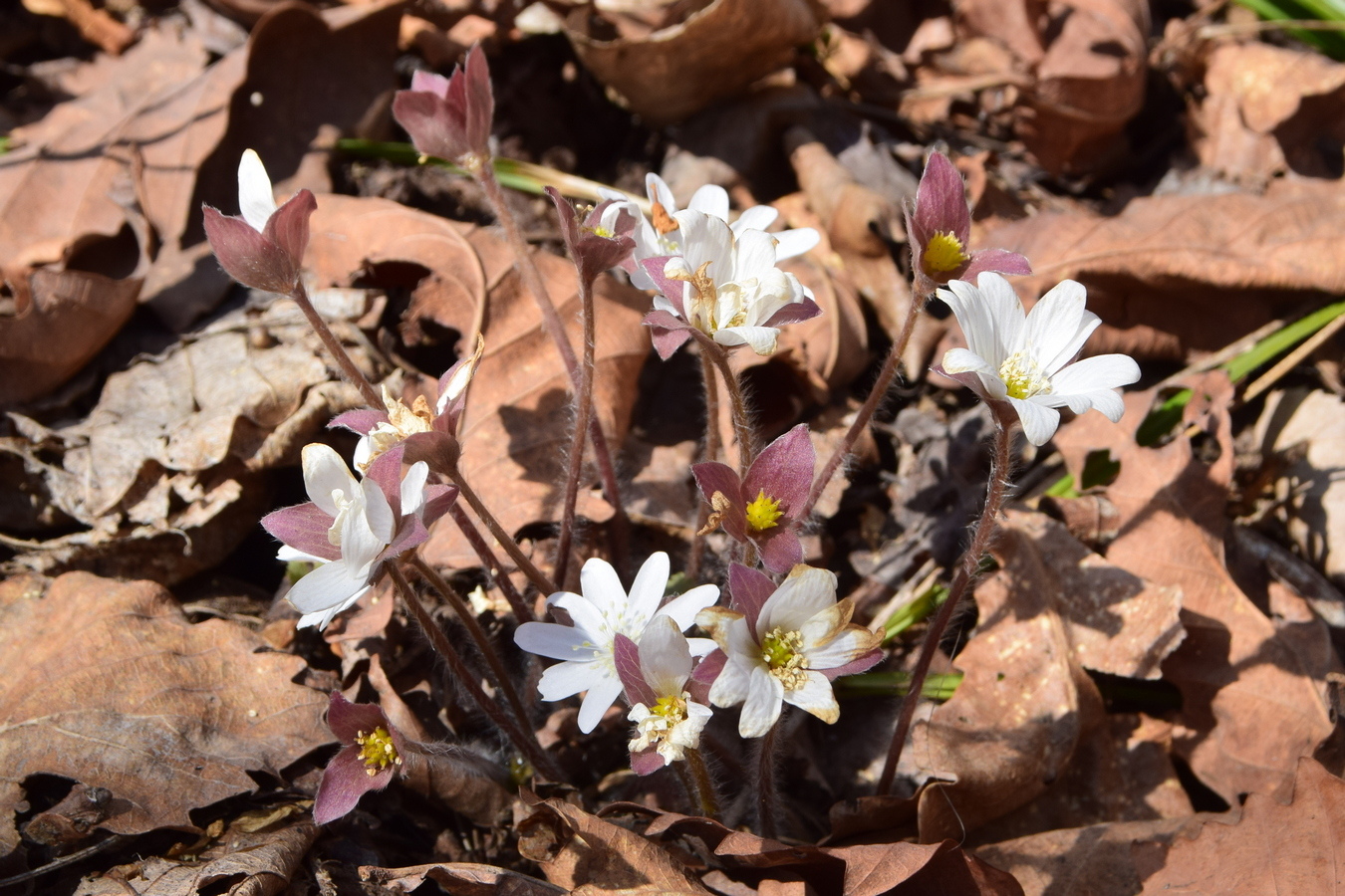 Image of Hepatica asiatica specimen.