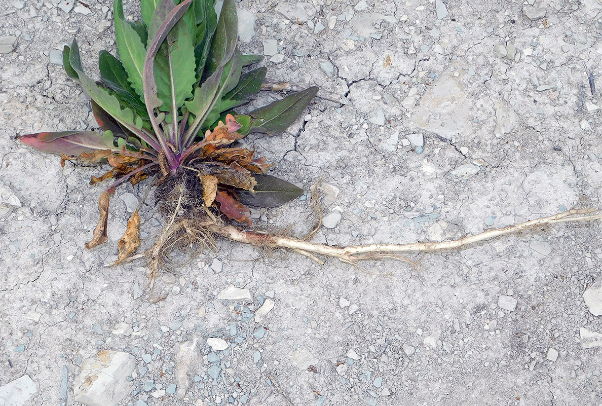 Image of Hesperis pycnotricha specimen.