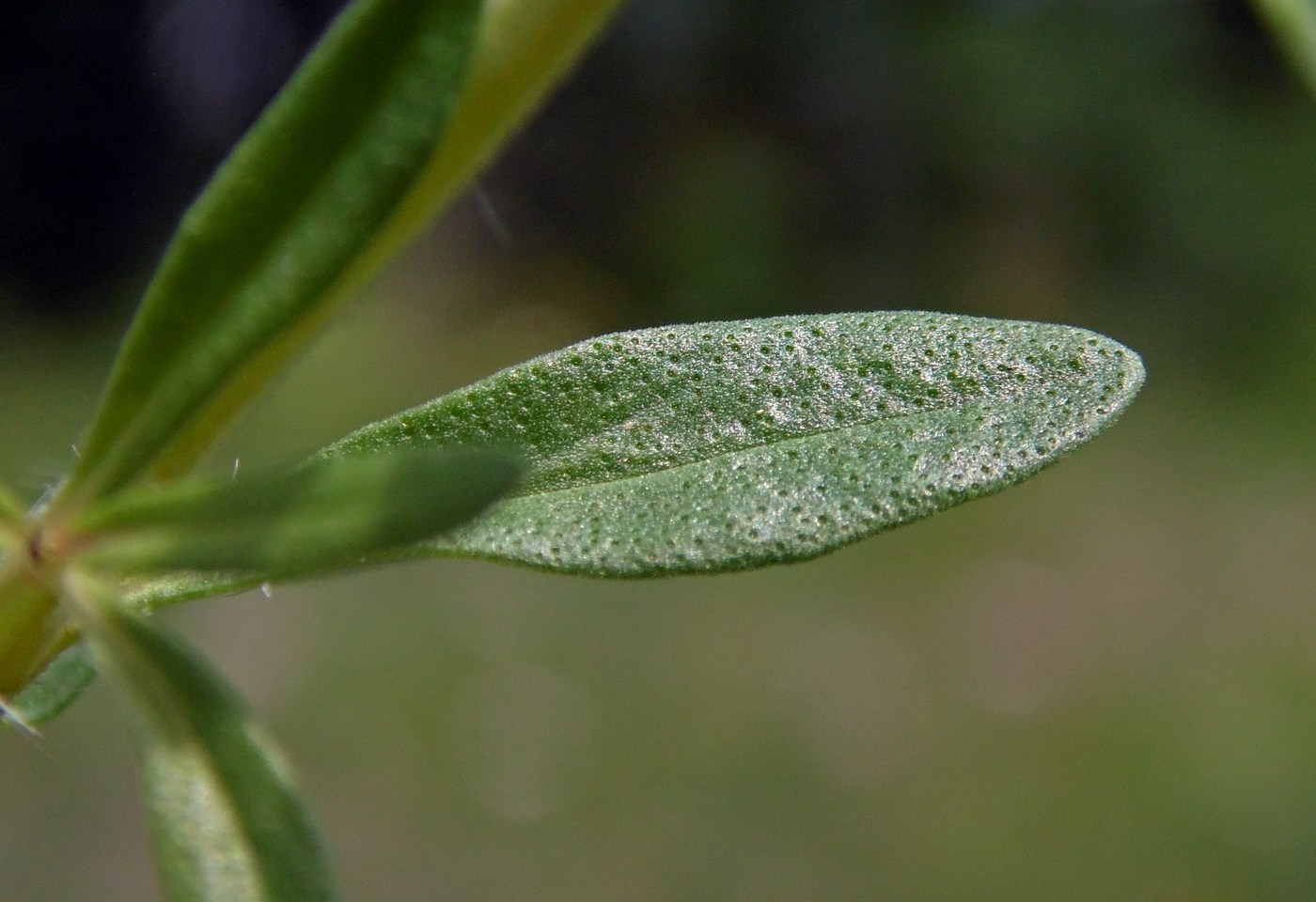 Изображение особи Thymus marschallianus.