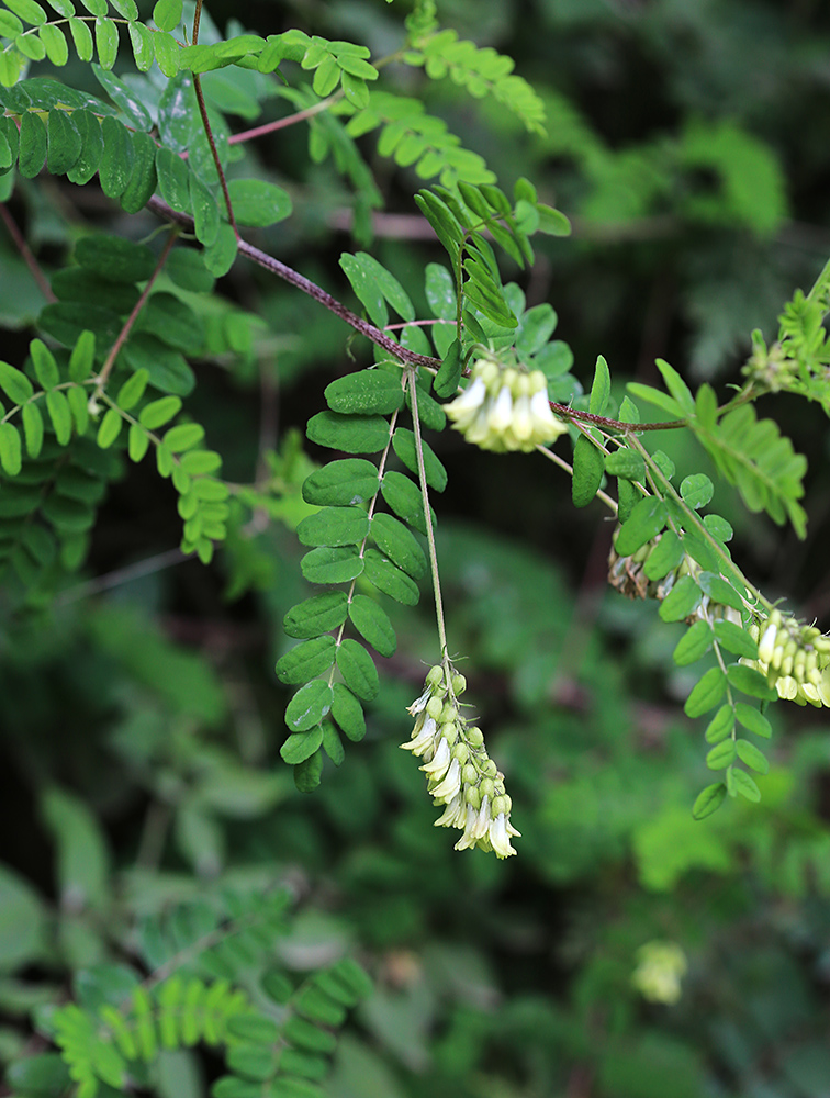 Image of Astragalus membranaceus specimen.