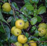 Chaenomeles japonica. Веточка с плодами в каплях дождя. Санкт-Петербург, Центральный р-н, Невский проспект, площадь Островского, озеленение. 06.09.2020.