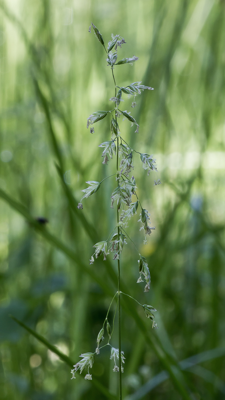 Image of genus Poa specimen.