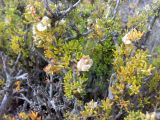 Salsola arbusculiformis. Плодоносящее растение. Казахстан, Заилийский Алатау, горы Бокайдынтау, перевал Кок-Пек. 02.09.2010.
