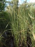 Typha laxmannii. Цветущие растения. Украина, г. Запорожье, пос. Солнечный, балка Березноватая, мелководье озерка. 10.07.2020.