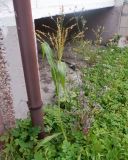 Sorghum saccharatum. Расцветающее растение. Тверская обл., г. Тверь, Заволжский р-н, возле многоэтажки, газон. 6 октября 2020 г.
