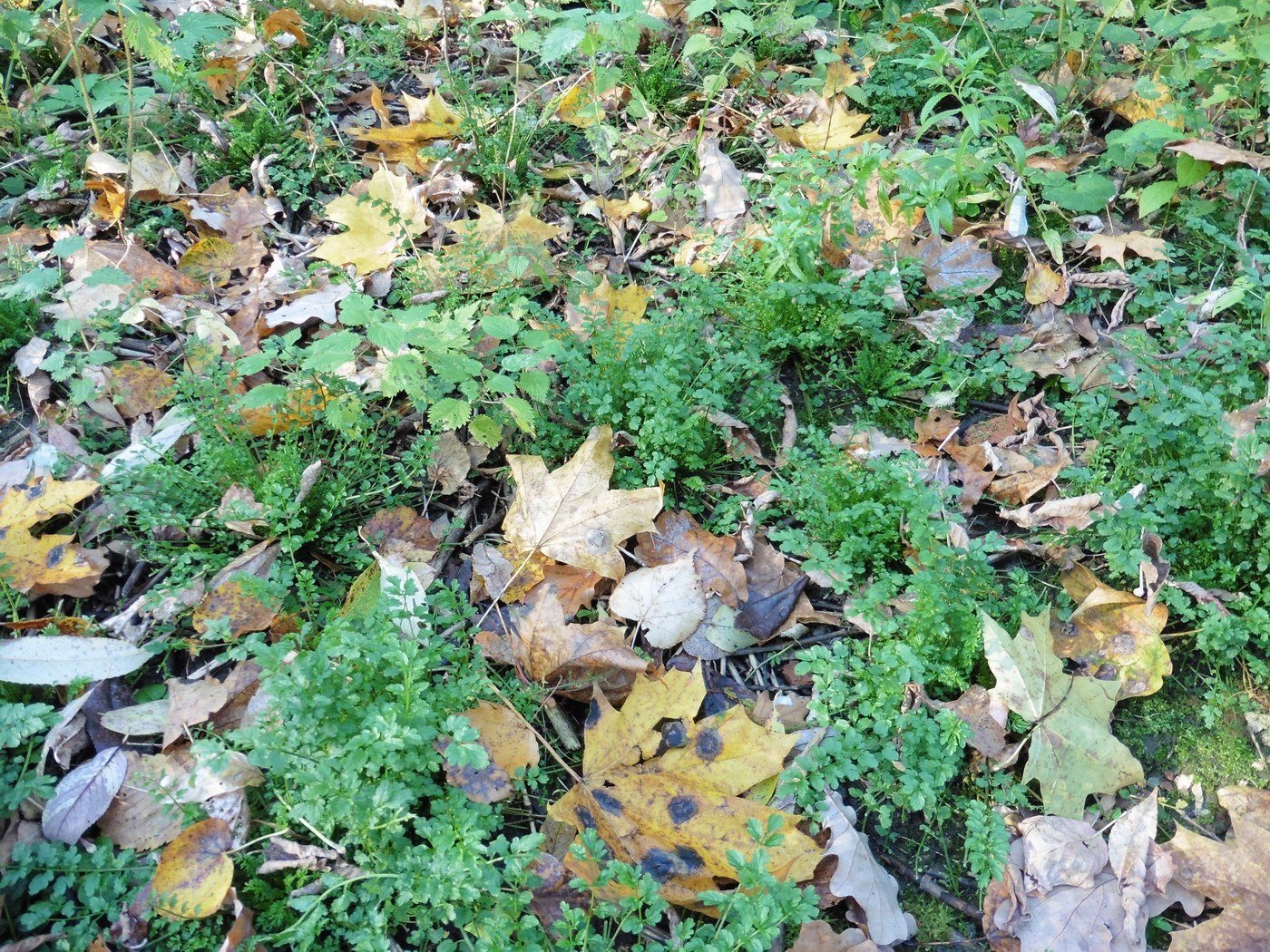 Image of Cardamine impatiens specimen.