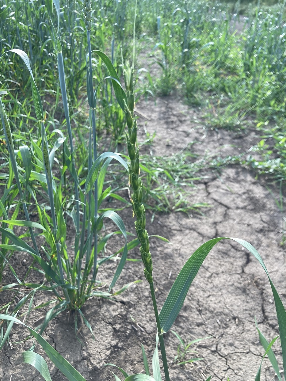 Изображение особи семейство Poaceae.