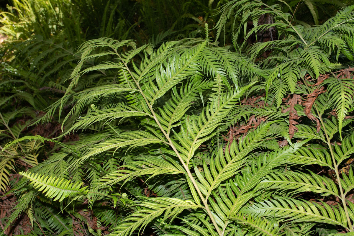 Image of Woodwardia prolifera specimen.