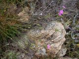 Dianthus diffusus. Часть цветущего растения. Греция, Эгейское море, о. Сирос, юго-восточное побережье, пустынный высокий берег. 18.04.2021.