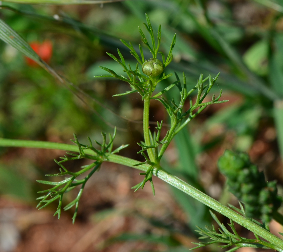 Изображение особи Adonis microcarpa.