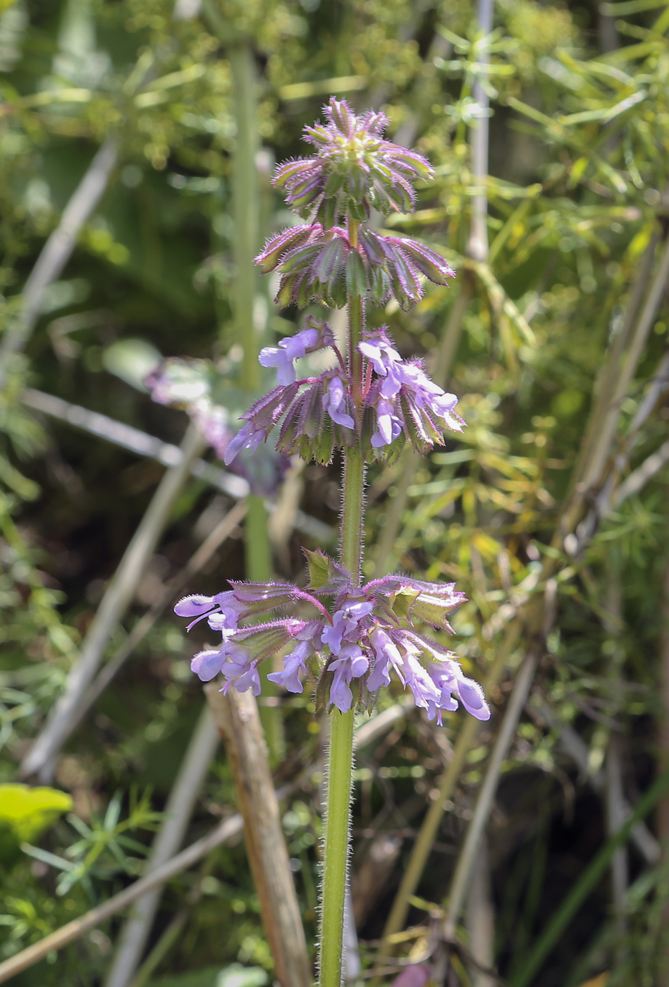 Image of Salvia verticillata specimen.