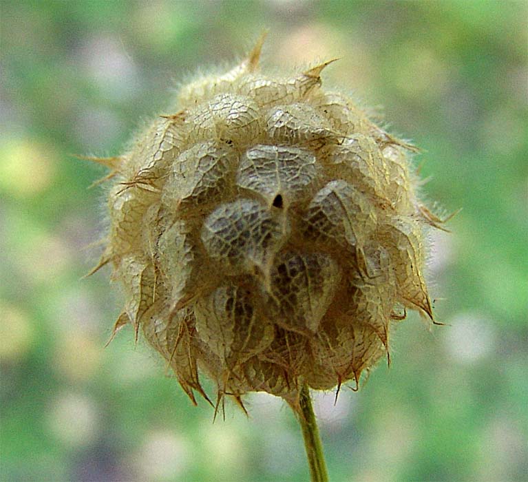 Image of Trifolium fragiferum specimen.