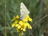 Erysimum cuspidatum. Соцветие с сидящей бабочкой. Крым, городской округ Феодосия, окр. пос. Орджоникидзе, гора Батон, каменистая степь. 02.05.2021.