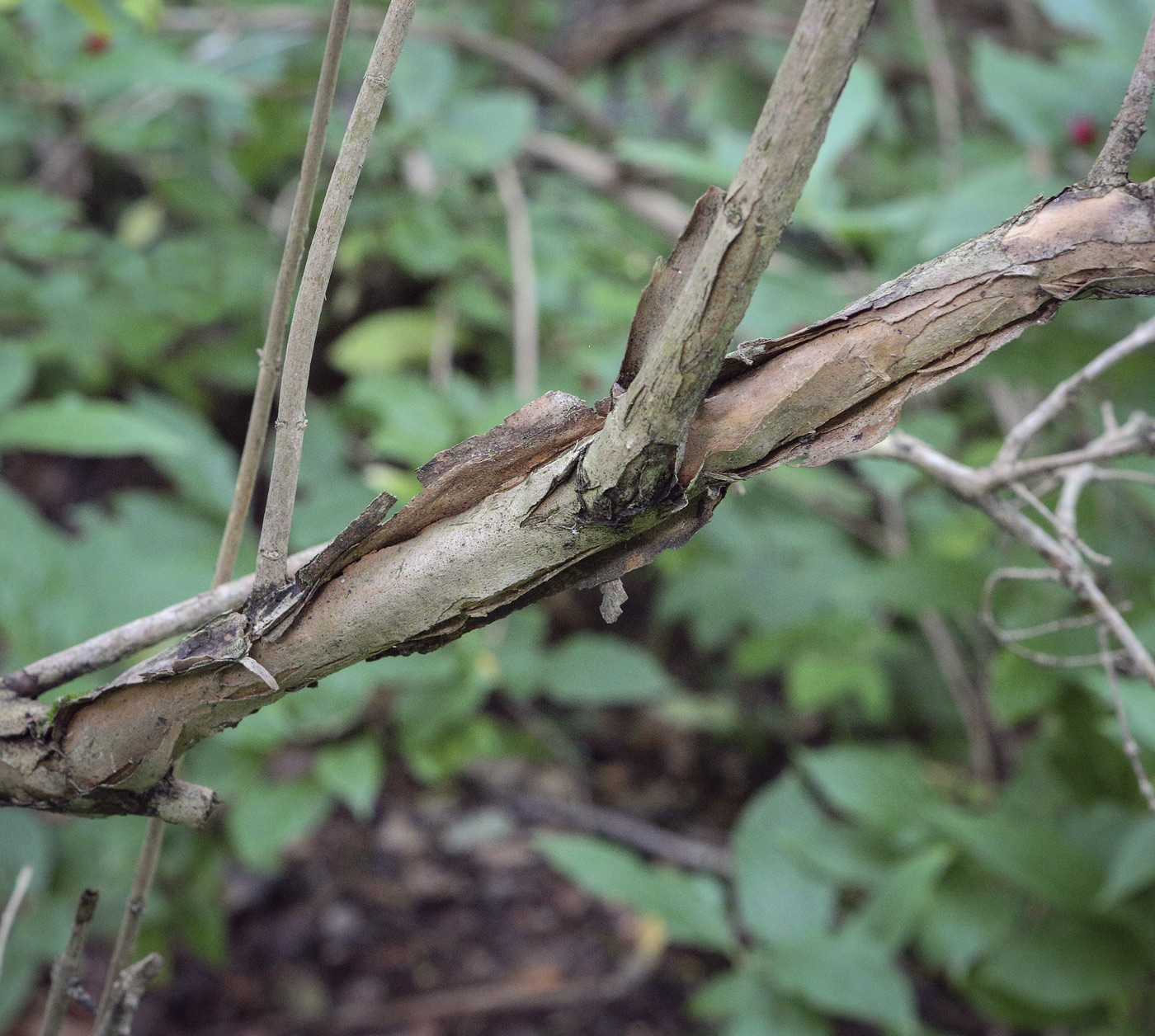 Image of Lonicera glutinosa specimen.