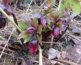 Смотреть изображение Helleborus dumetorum подвид atrorubens